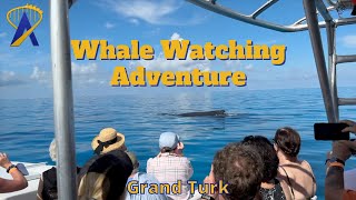 Whale Watching Excursion in Grand Turk