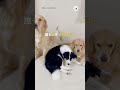 【現場検証】犯犬は誰 ｜peco ゴールデンレトリバー ボーダーコリー 犬 愛犬家 goldenretriever bordercollie dog doglover