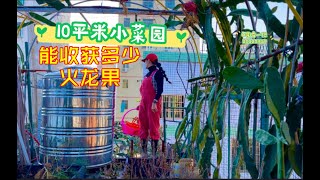 【图安一记】10平米的小菜园能收获多少火龙果How Many Dragon Fruit From a 10sqm Garden