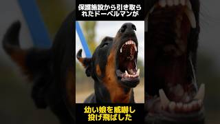 愛が生んだ奇跡：捨て犬カーンとシャーロットの感動物語に関する雑学 #感動 #雑学 #shorts