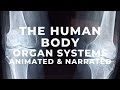 Human Body Systems Human Body Systems