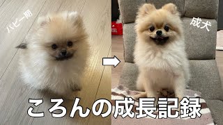 【成長記録】パピー期から成犬までのころんのゆるゆる成長記録