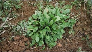 农村这种植物，人称鸡肠草，春秋两季可以当野菜吃