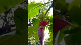 🍌Timelapse Banana 57 days from blossom to fruit