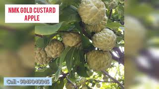 NMK Gold variety #custard apple | contact 9849040345| #chandranursery |