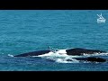 mating southern right whales south africa gqeberha port elizabeth