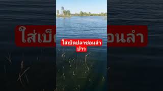 หาปลาช่อนเขื่อนลำปาว