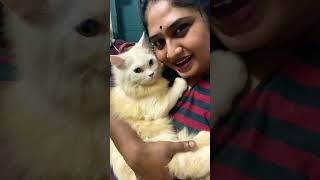 എന്റെ ഷുട്ടു മണി #cat #pets #vlog #ytshorts #shortsvideo #catshorts #cats #funny #youtubeshorts