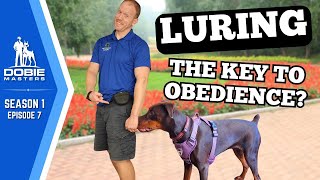 Luring Basics for Dobermans in Public | Dobie Masters - S1E7