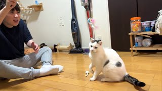 おっさんからオモチャにされた子猫のタカピコ