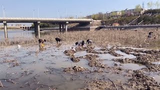 在这春暖花开的季节:河里的野生莲藕,吸引了众人采挖,收获满满