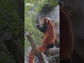 red panda eating bamboo｜tama zoological park tokyo japan shorts