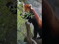 red panda eating bamboo｜tama zoological park tokyo japan shorts