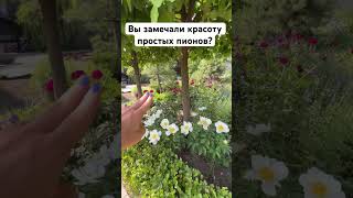 Вы замечали красоту простых пионов?