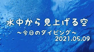 水中から見上げる空 【今日のダイビング】小笠原諸島 父島