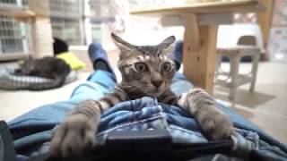 人のおなかのうえで自由気ままに遊ぶ子猫 - Kitten relax on my stomach