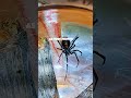 These Spiders can be DEADLY! #facts #foryou #spider #shorts #short #shortvideo #nature #viralvideo