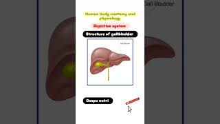 Structure of gallbladder#digestivesystem#gallbladder#anatomy#ytshortsvideo#viralshort