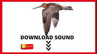 NO COPYRIGHT THE BAR TAILED GODWIT (Limosa lapponica) DOWNLOAD SOUND FREE 🔻