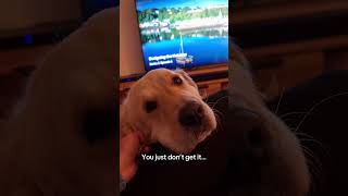Some people just don’t get it… #dog #goldenretriever #shorts