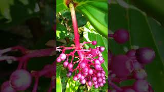 Medinilla speciosa Plant #beautiful #nature #foliageplant  #nature #landscaping