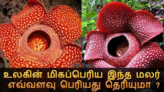 World Biggest Flower | உலகின் மிகப்பெரிய இந்த மலர் எவ்வளவு பெரியது தெரியுமா ?