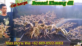 Cek harga bonsai koleksi terbaru Mas Heru Wa +62 889-8911-8001