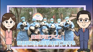 【わかった気になっチャイナ】中国パンダ保護研究センターで2022年は13頭誕生！さて、今年は…？