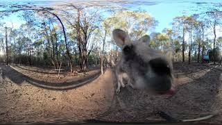 360 Kangaroo encounter at Tidbinbilla Nature Reserve