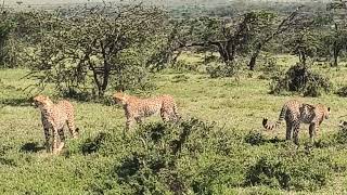 Cheetahs Galore!