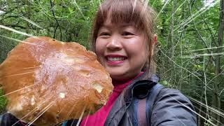 เก็บเห็ดผึ้งหวานที่อังกฤษเยอะมากๆ อวบๆอ้วนๆกรี๊ดจนเสียงแหบเสียงแห้ง Picking Mushrooms🇬🇧🍄Ep2.