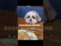 【シーズー】晩ごはん支度中の風景〜ちゃっかりお座りしてるし🤣 シーズー dog 犬のいる暮らし shihtzu