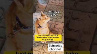 cat be like I don't know what you are talking about 🤣😂 || funny video