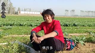 农村大娘种高价小茴香，不用大棚不打农药，市场上怕是买不到吧