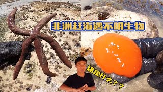 《环球探海记》坦桑尼亚~第29天：今天在印度洋赶海，看到好多这种类似鸡蛋黄的海洋生物！