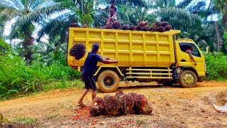 Muat sawit di truk | buah restan tph jauh bikin teler