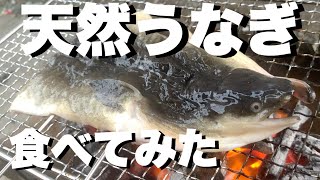 メガうなぎ1.6キロを食す#蒲焼き#白焼き#天然うなぎ