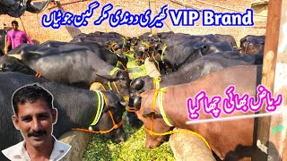 REALLY ANMOOL GABBAN JHOTIAN || Riaz Cattle FarmSheikhupura || Top BEAUTY Buffalo Farming Business