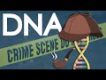 Can DNA help us solve a crime?