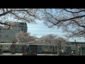 中野通り 桜並木