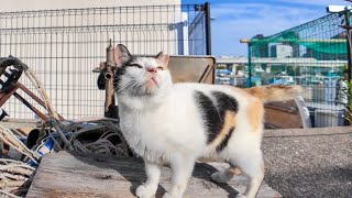 漁港を歩いていたらハートマークの三毛猫ちゃんがモフられにきた