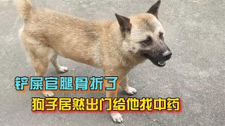 狗子也懂中医，铲屎官腿摔骨折，狗子居然出门找来跌打药为其治疗【宠物小豌豆】