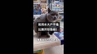 招财猫球球和用水大户不撸比赛开珍珠蚌，看看谁开的更好？