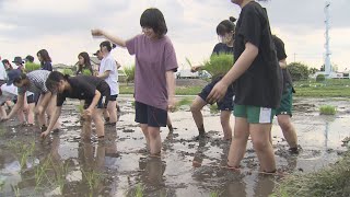 武蔵野銀行の新入行員が田植え体験／埼玉県