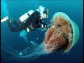 Super Jellyfish