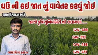 ઘઉ ની કઈ જાત નું વાવેતર કરવું? ghau ni kai jat nu vavetr krvu?/ GW 513 @MANISHBALDANIYA