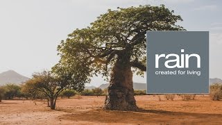 Ingredient Journeys - Baobab: The Upside Down Tree of Africa