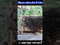 രണ്ടു കളറുള്ള തേനീച്ച കോളനികൾ two colored bee colonies തേനീച്ചവളർത്തൽ beekeeping