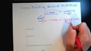 Chem 309 Nucleic Acids Part 1 Intro and Nucleotides