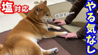 おやつが無いと明らかに面倒臭そうにお手する柴犬